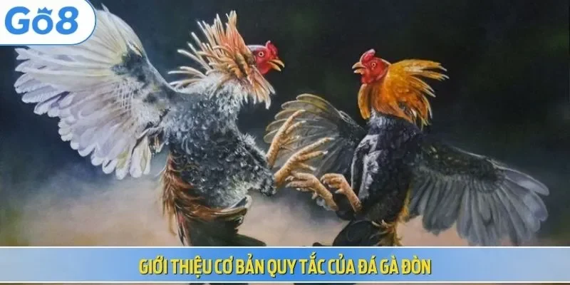 Giới thiệu cơ bản quy tắc của đá gà đòn