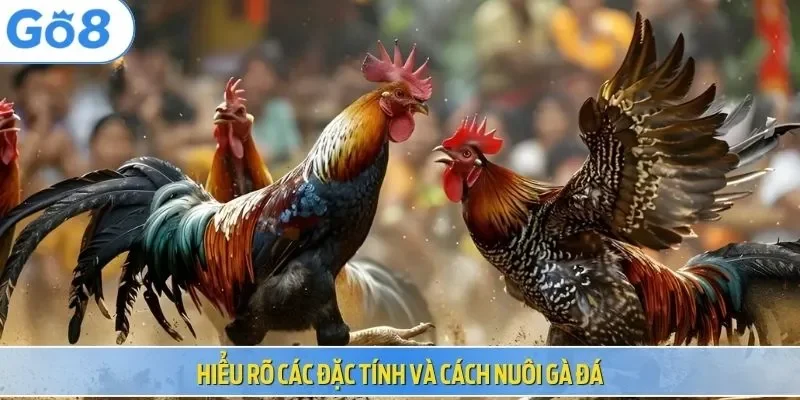 Hiểu rõ các đặc tính và cách nuôi gà đá