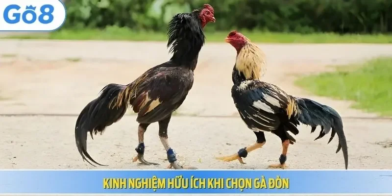 Kinh nghiệm hữu ích khi chọn gà đòn