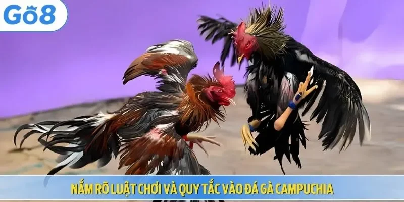 Nắm rõ luật chơi và quy tắc vào đá gà Campuchia